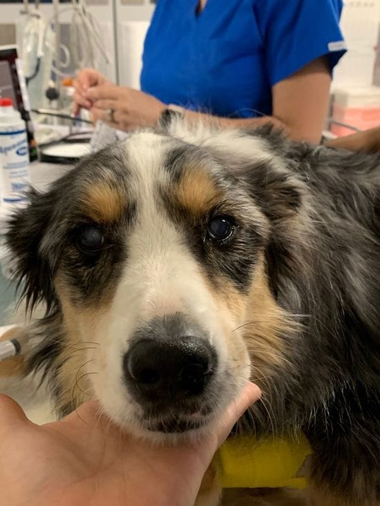 Storm the Border Collie's Cataract Surgery
